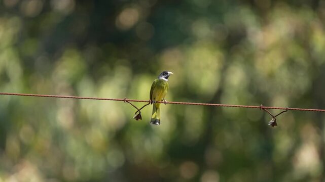 Beautiful small songbird perching on a rusty metal wire fence against a bright lush green bokeh background.