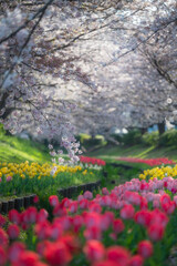 Obraz premium 桜とチューリップ