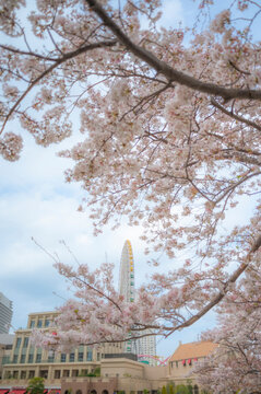 桜と観覧車