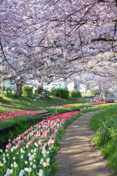桜とリューリップ