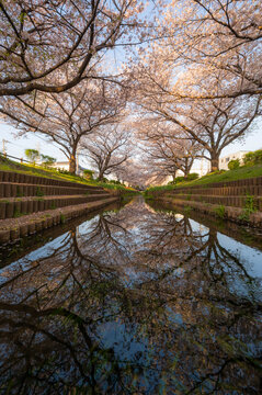 水面にリフレクションする桜