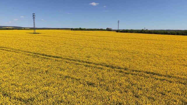 Expansive aerial view of a vibrant yellow rapeseed field blooming under a clear blue sky. Agriculture and canola oil production concept