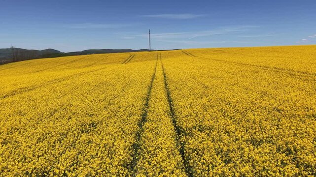 Flight over a beautiful blooming rapeseed field. Yellow flowers and clear blue sky create a scenic landscape on a sunny spring day