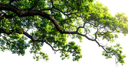 Fototapeta premium Vibrant green tree branches with lush leaves against a bright white sky, sunlight filtering through, evoking growth and nature