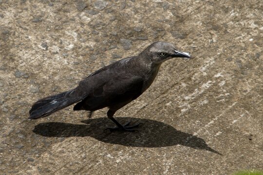Carib Grackle (Quiscalus lugubris) on a road in Martinique island, Caribbean.
