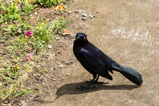 Carib Grackle (Quiscalus lugubris) on a road in Martinique island, Caribbean.