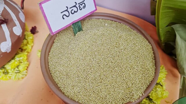 Closeup of foxtail millet displayed at krishi mela highlighting grain texture and traditional crop