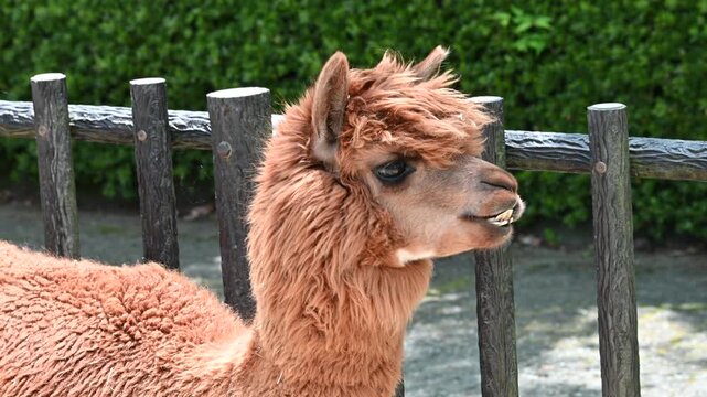 もぐもぐタイムの茶色いアルパカ