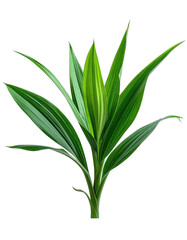 Fototapeta premium A vibrant pandan leaf stands out against a stark black background, showcasing its elegant form.