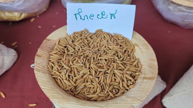 Closeup view of gopika paddy displayed at krishi mela highlighting grain texture and quality
