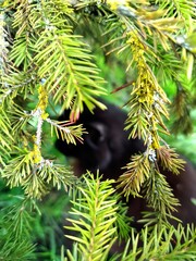 Fototapeta premium Close-up portrait of a black cat with bright yellow eyes peeking through spruce branches and green grass. Concept of mystery, nature, and domestic pets exploring the outdoors.