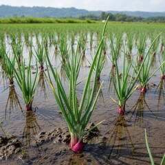 Obraz premium Rice seedlings emerge from flooded paddy fields. The young plants with green leaves and red bulbs stand upright in the muddy water.