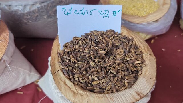 Closeup view of burma black paddy displayed at krishi mela highlighting grain texture and quality