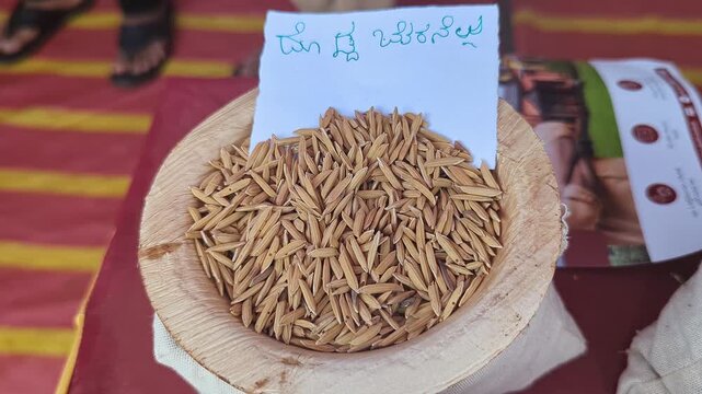 Closeup view of large paddy rice grains displayed at krishi mela showcasing size and texture