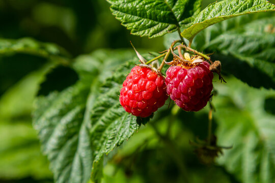 Ripe red raspberries on the branches of a bush. A raspberry patch in the garden