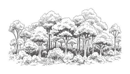 Hand drawn of dense forest trees and foliage nature woodland © Fahim