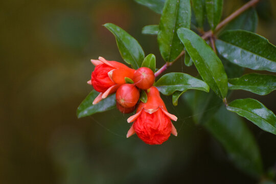 Flowers of pomegranate tree - Punica granatum L. - are bloom in Nagasaki prefecture, Red fowers of pomegranate, Red orange gorgeous pomegranate tree flower close-up against blue sky and green leaves. 