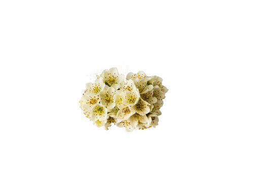 Pear Blossom Branch Isolated on Transparent Background