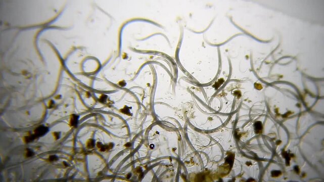 Nematodes aggregation actively moving panoramic view under 40x magnification brightfield microscopy. 4K scientific microscopy footage.