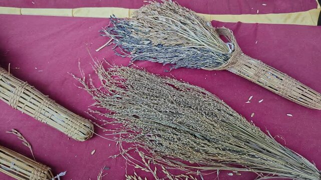 Closeup view of dried paddy sheaves displayed at krishi mela showcasing traditional harvest bundles