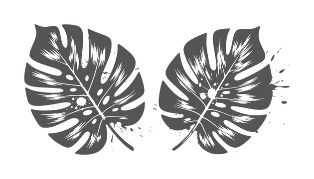 Two dark grey monstera leaves with white splatters white leaf plant tropical