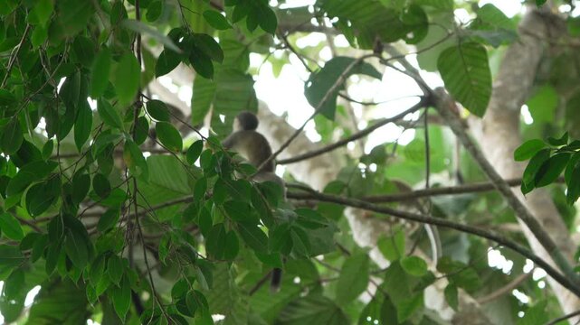 A monkey is partially obscured by dense green leaves, perched quietly in the Amazon rainforest canopy. Ideal for wildlife documentaries or educational content on Amazonian biodiversity.