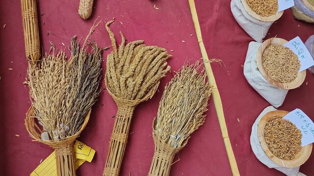 Closeup view of dried paddy sheaves displayed at krishi mela showcasing traditional harvest bundles