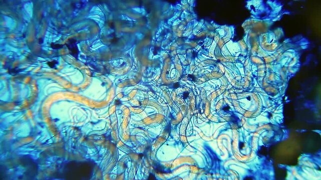 Large nematodes aggregation moving slowly in blue water droplet under 100x magnification brightfield microscopy. 4K scientific microscopy footage.