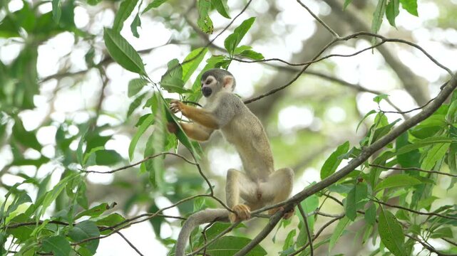 A squirrel monkey interacts with leaves while perched on a branch in the Amazon rainforest. Ideal for wildlife documentaries or educational content about rainforest ecosystems.
