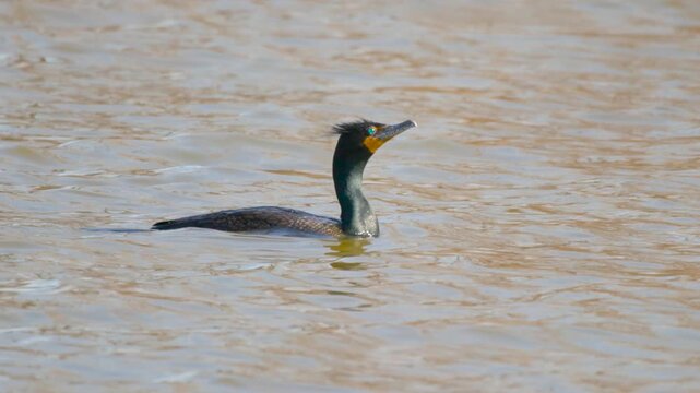 Double-Crested Cormorant (Phalacrocorax auritus) Swimming in Slow Motion on Windy Day