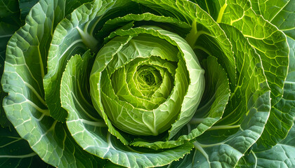 Fototapeta premium Close-up Macro View of a Fresh Green Cabbage Head.