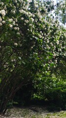 Fototapeta premium Lush green foliage tunnel with dense white flowering branches and natural sunlight filtering through. for advertising, marketing, website, banner, editorial, and social media use