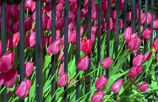 Tulip in bloom, early spring