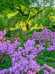 Naklejka premium Central Park in spring, early morning