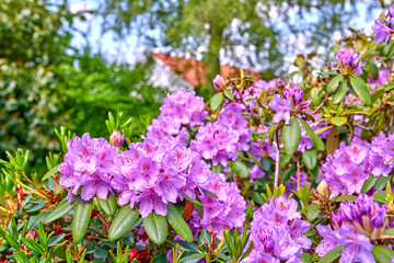 Obraz premium Nature, plants or flowers with growth in backyard, decorative foliage or flora for natural aesthetic. Ecology, leaves or rhododendron with development in garden, botanical conservation or blooming