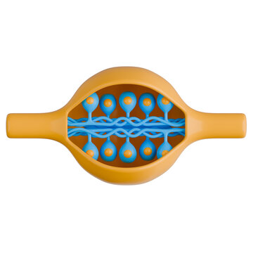 Dorsal Root Ganglion Internal Structure Shows Group of Sensory Neuron Cell Bodies 3D Illustration.