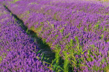 Obraz premium Wide view of blooming lavender field under strong summer light. Rows of vibrant purple flowers create stunning natural texture, representing fragrance. Landscape, natural background, herbal wallpaper