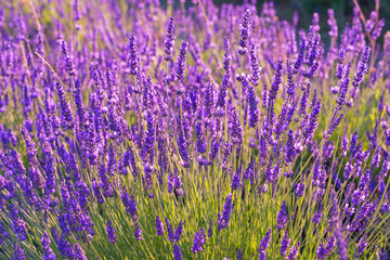 Obraz premium Close up, macro view of vibrant purple lavender flowers in soft evening sunlight. Golden light, delicate texture and fragrant essence of blooming plants in full summer. Natural background, lanscape