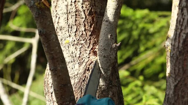 Close-up of a gardener performing sanitary pruning and crown shaping on a tree, using a handsaw to cut branches while wood chips fly