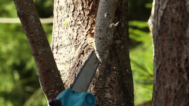 Close-up of a gardener performing sanitary pruning and crown shaping on a tree, using a handsaw to cut branches while wood chips fly