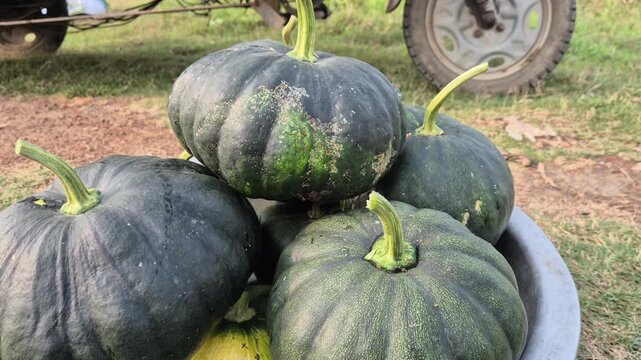 Freshly Harvested Organic Pumpkins Arranged in a Pile After Collection