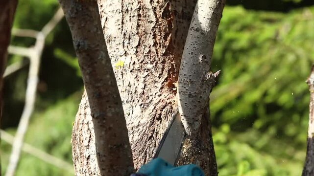 Close-up of a gardener performing sanitary pruning and crown shaping on a tree, using a handsaw to cut branches while wood chips fly