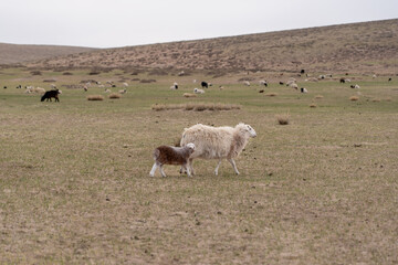 Obraz premium family sheep