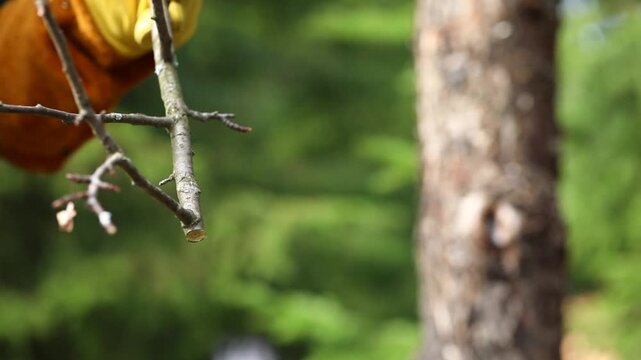 sanitary pruning of garden trees, apple tree pruning, a gardener cuts off a dry branch with pruning shears