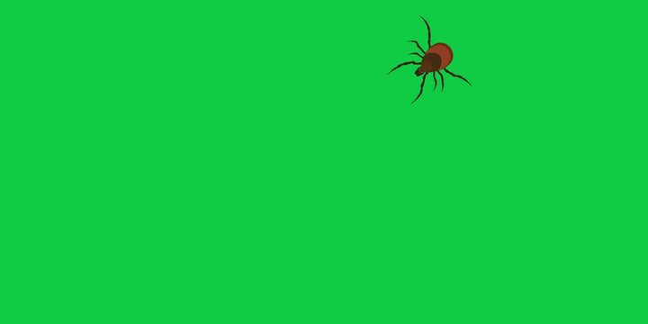 Tick parasite. Animated Dog mite icons on green. Great for design parasite pest control, parasites extermination and disinfestation service, health sanitary, encephalitic mite fight. 4k motion graphic