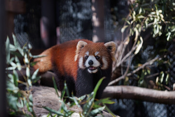 Naklejka premium 動物園で竹の葉を食べる目がぱっちりかわいいレッサーパンダ