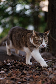 将棋みたいに前足をだしてる野良猫