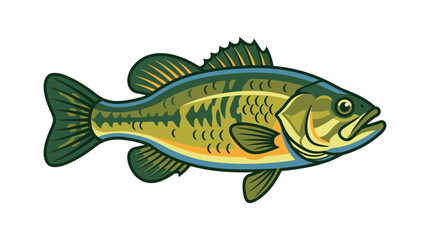 Fototapeta premium Largemouth bass illustration stylized fish drawing on white background