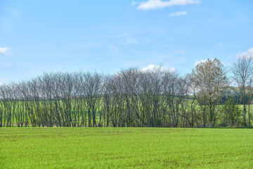 Obraz premium Trees, field and blue sky with nature, growth and countryside for landscape background and outdoor. Early spring season, environment and empty land with eco friendly, sustainable and mockup space
