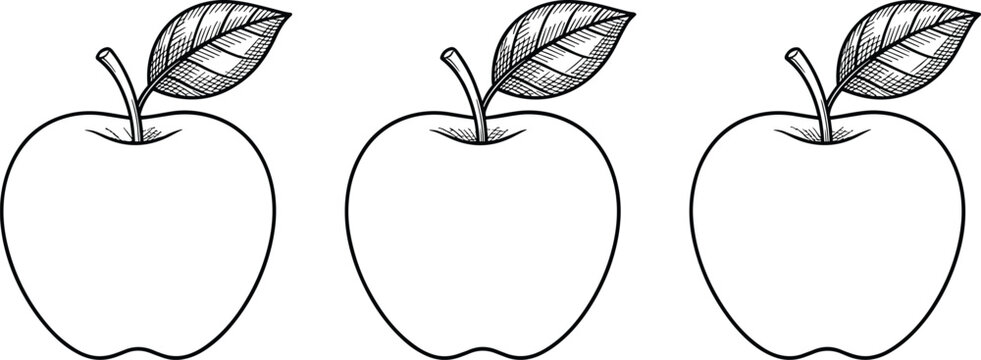 Apple flat vector illustration featuring black and white line drawings, cross‑hatched shading, stem with leaf, fruit design artwork concept